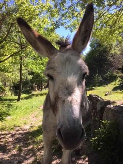 Camping Calme Et Nature Castellane Luaran gambar